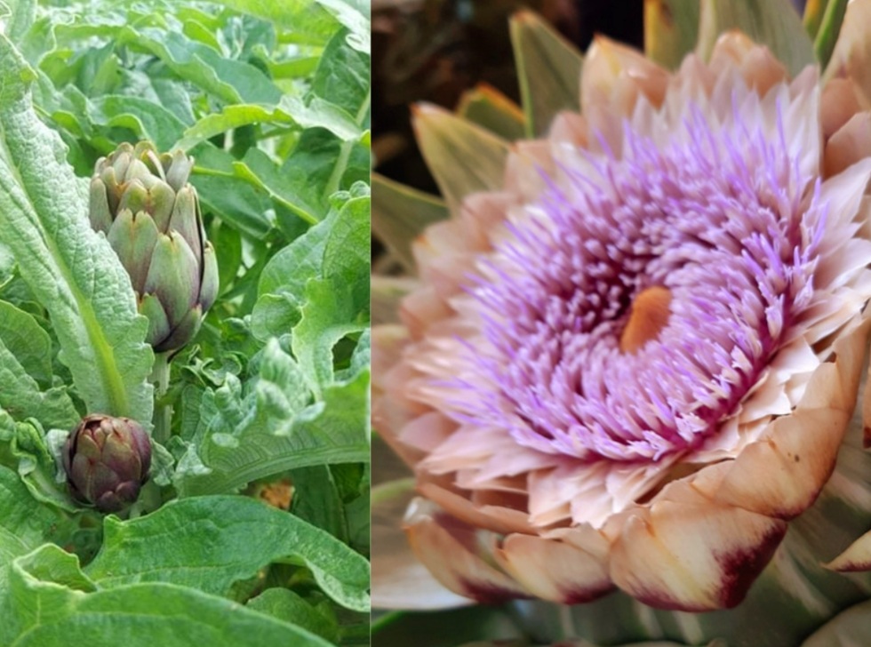 Hoa Atiso Đà Lạt Khi Nở Màu Gì? 9 Điều Cần Biết Về Hoa Atiso Đà Lạt