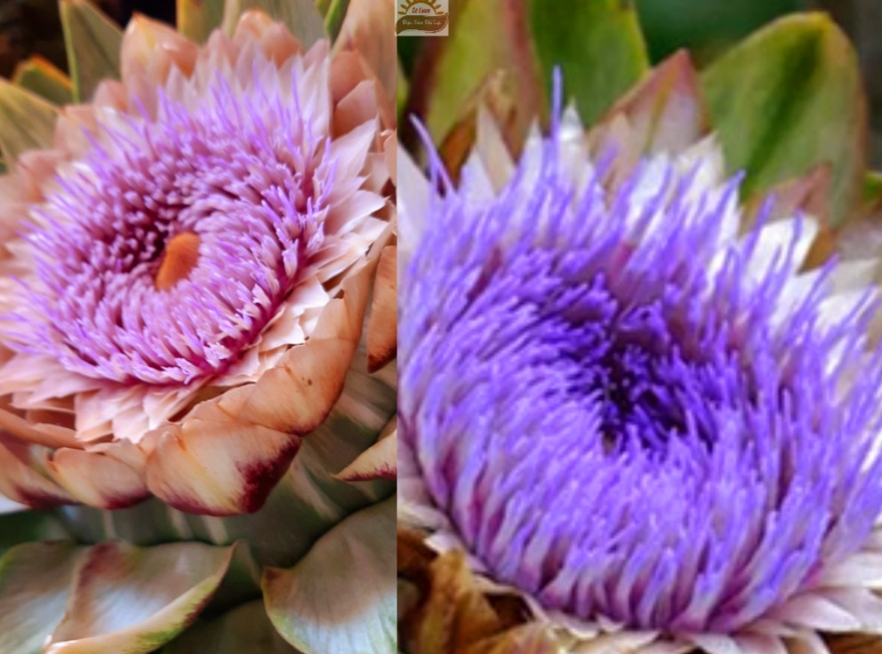 Hoa Atiso Đà Lạt Khi Nở Màu Gì? 9 Điều Cần Biết Về Hoa Atiso Đà Lạt