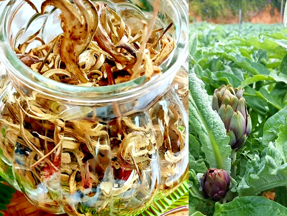 Cách Bảo Quản Bông Atiso Đà Lạt Sấy Khô | Bài 208 |