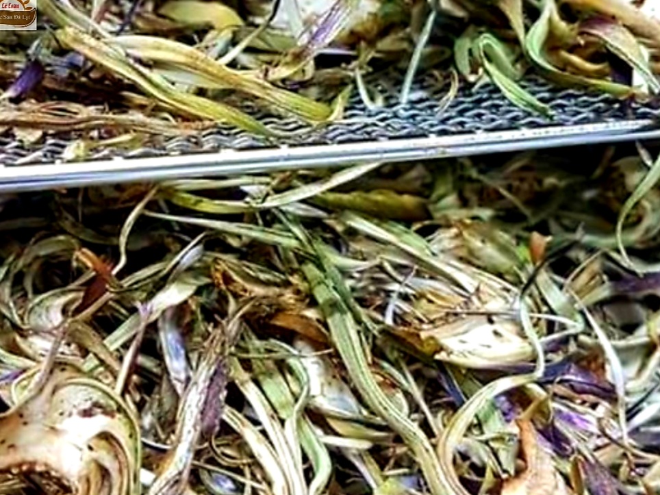 Cách Bảo Quản Bông Atiso Đà Lạt Sấy Khô