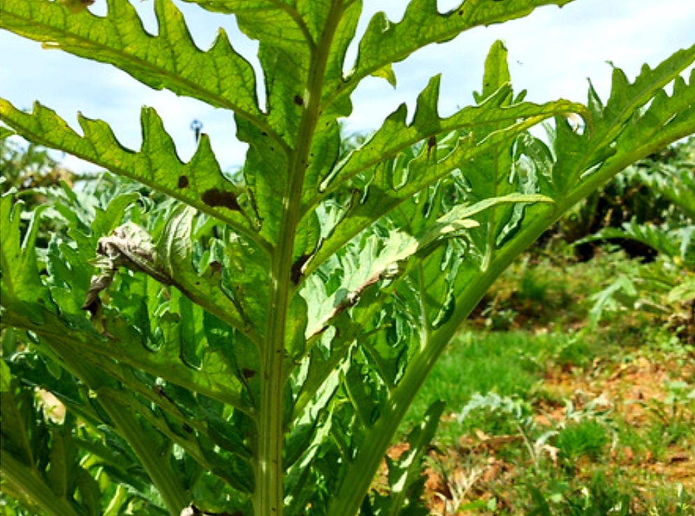 Lá atiso Đà Lạt tốt cho sức khỏe của gan Uống Lá Atiso Dalat Có Tốt Không - Cách Sử Dụng Lá Atiso Dalat