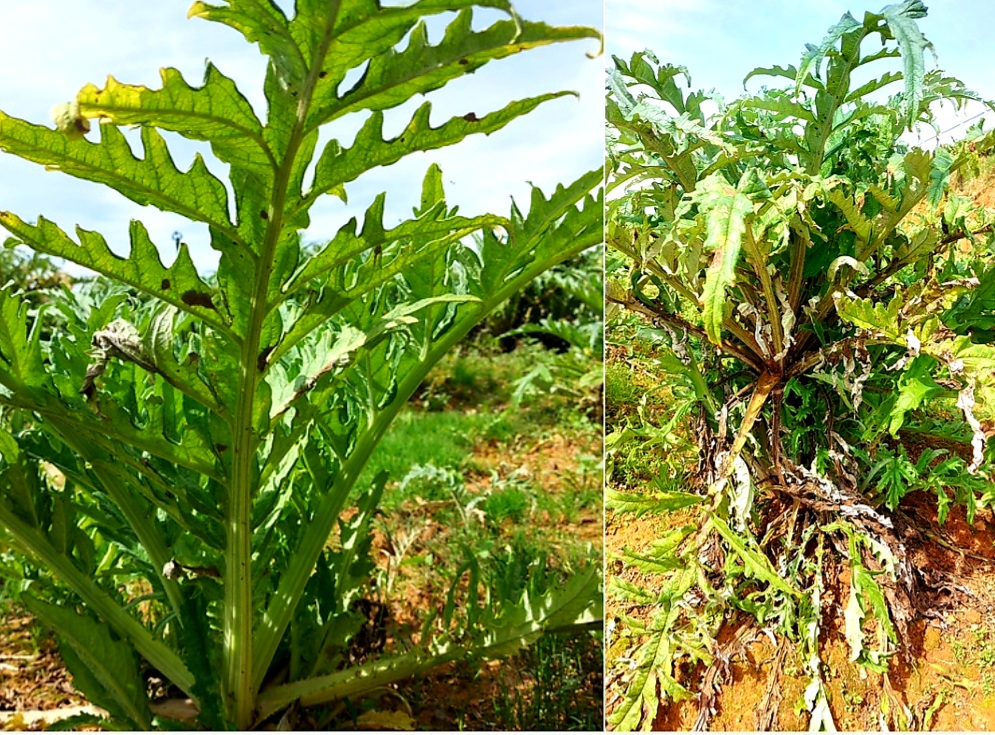 Uống Lá Atiso Dalat Có Tốt Không - Cách Sử Dụng Lá Atiso Dalat