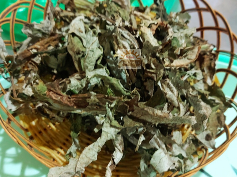 Lá atiso Đà Lạt mát gan- thông mật- lợi tiểu Uống Lá Atiso Dalat Có Tốt Không - Cách Sử Dụng Lá Atiso Dalat