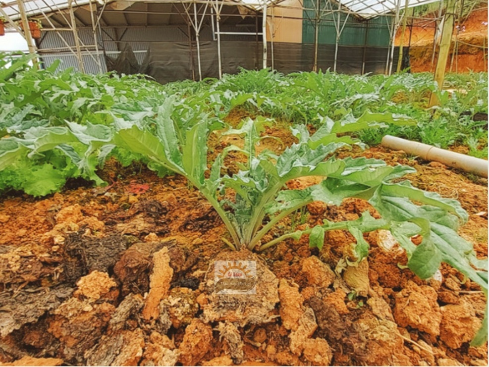 Nguồn Gốc Cây Atiso - Cây Atiso Đà Lạt Được Trồng Nhiều Nhất Ở Đâu 