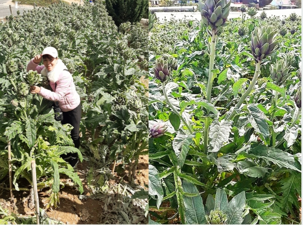 Nguồn Gốc Cây Atiso - Cây Atiso Đà Lạt Được Trồng Nhiều Nhất Ở Đâu 