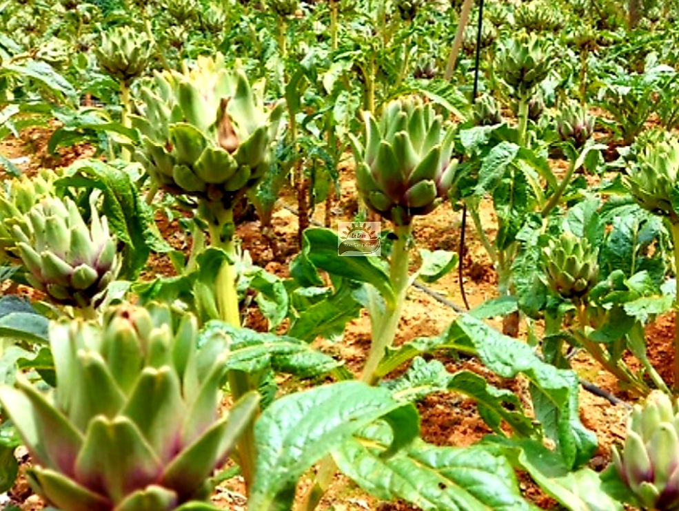 Nguồn Gốc Cây Atiso - Cây Atiso Đà Lạt Được Trồng Nhiều Nhất Ở Đâu 