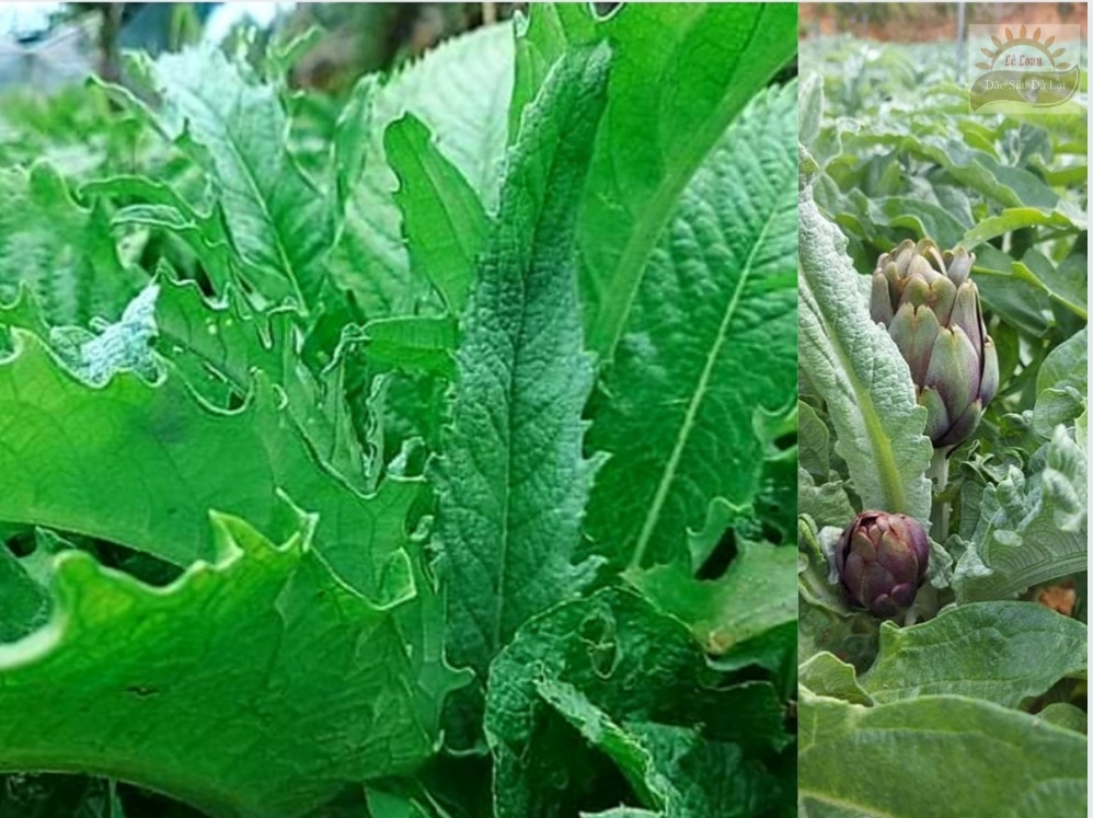 Nguồn Gốc Cây Atiso - Cây Atiso Đà Lạt Được Trồng Nhiều Nhất Ở Đâu 