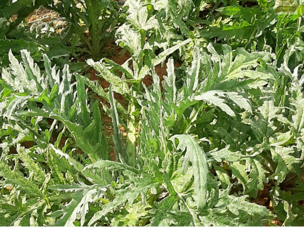 Nguồn Gốc Cây Atiso - Cây Atiso Đà Lạt Được Trồng Nhiều Nhất Ở Đâu 