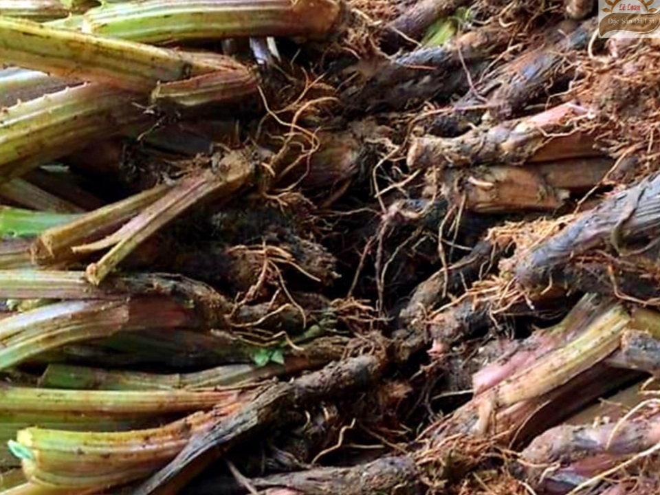 Cách Nhân Giống Cây Atiso Đà Lạt Như Thế Nào? 