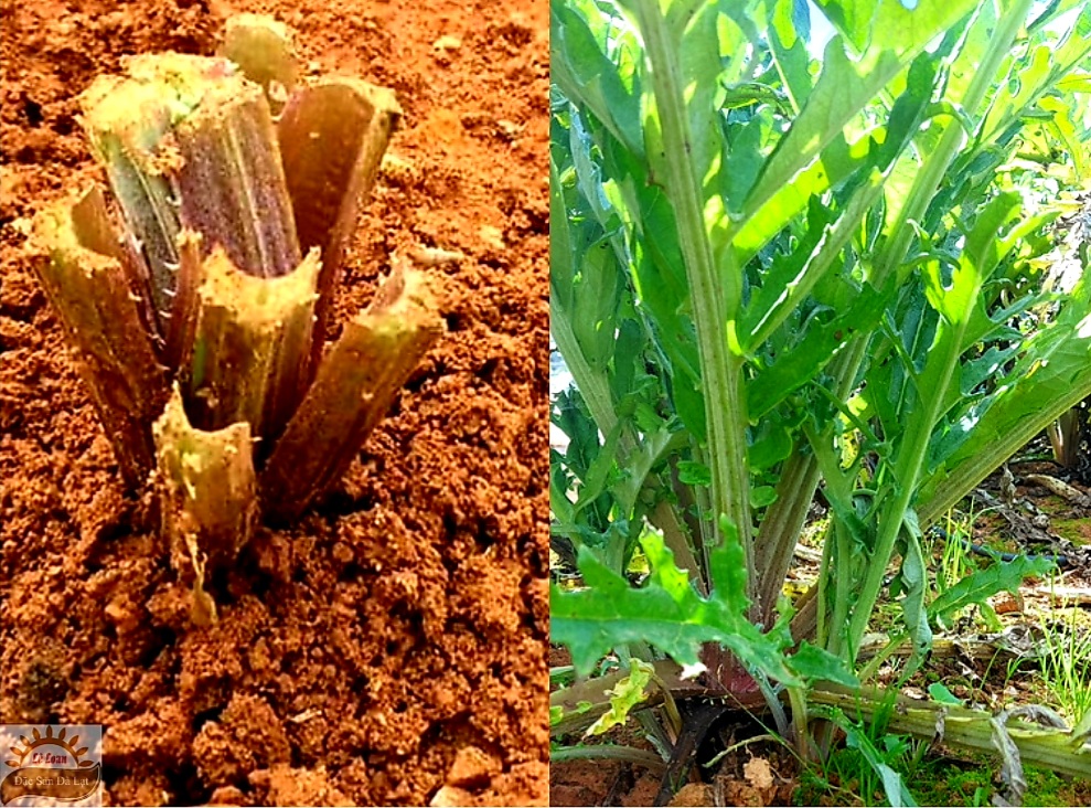 Cách Nhân Giống Cây Atiso Đà Lạt Như Thế Nào? | Bài 212 |