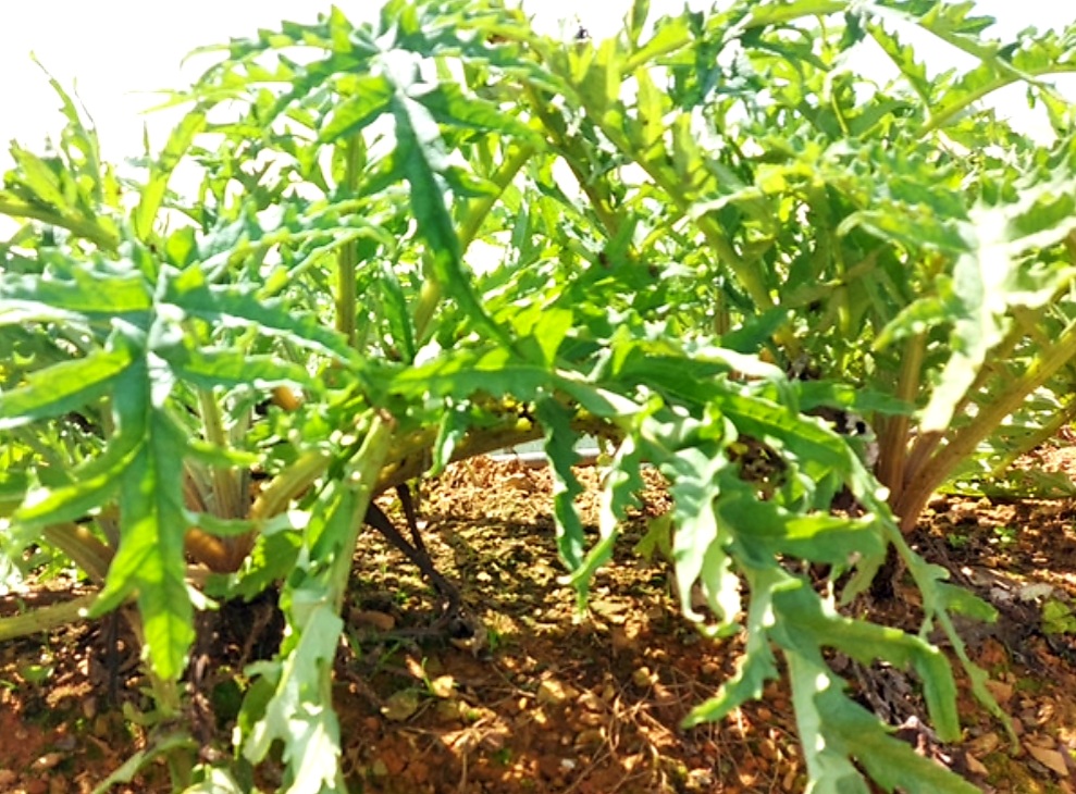 Cách Nhân Giống Cây Atiso Đà Lạt Như Thế Nào? 