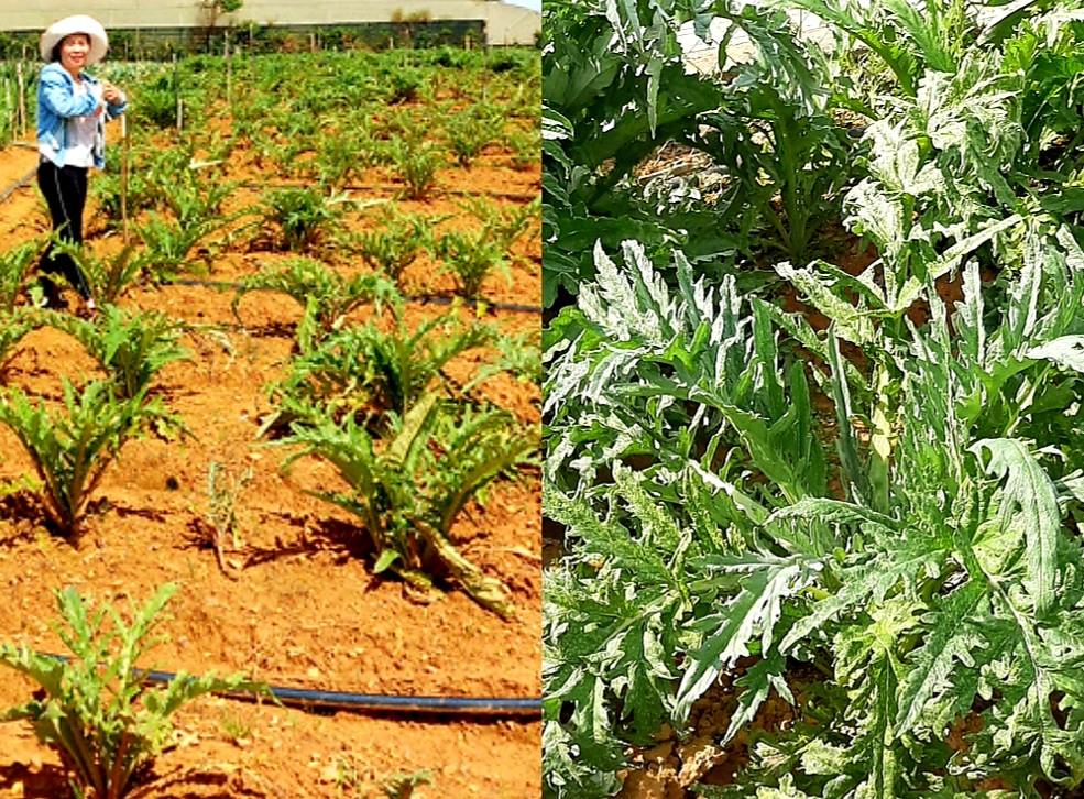 Cách Nhân Giống Cây Atiso Đà Lạt Như Thế Nào? 