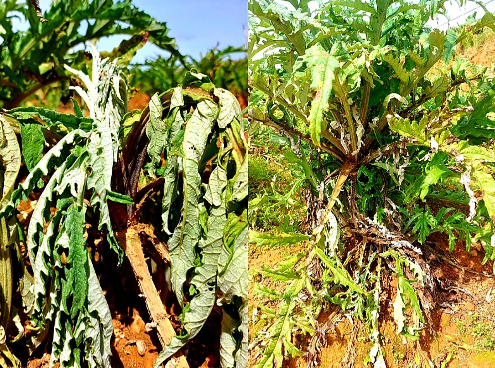 Cách Nhân Giống Cây Atiso Đà Lạt Như Thế Nào? 