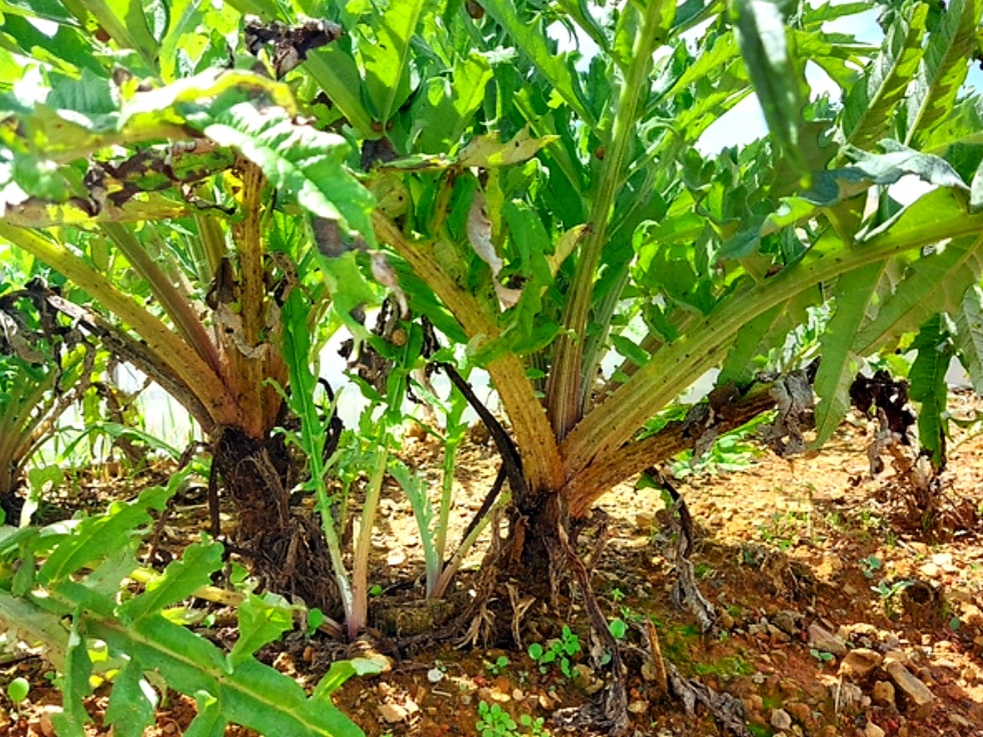 Cách Nhân Giống Cây Atiso Đà Lạt Như Thế Nào? 