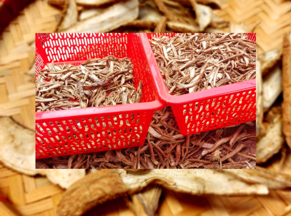 Uống Rễ Cây Atiso Đà Lạt Tốt  Không- Cách Chọn Rễ Cây Atiso Đà Lạt loại Ngon |