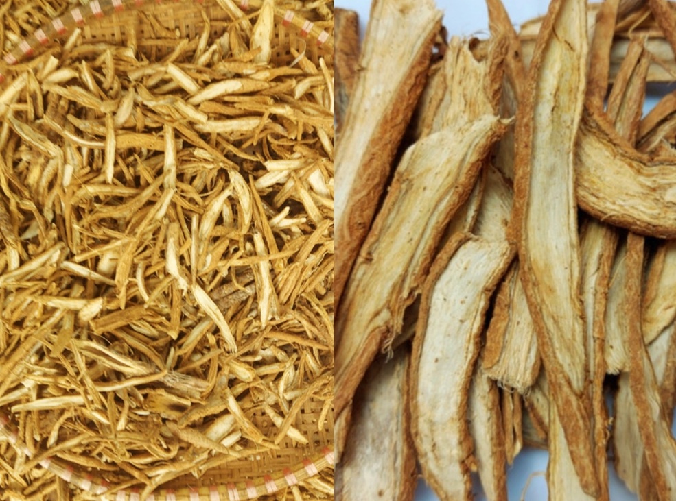 Uống Rễ Cây Atiso Đà Lạt Tốt  Không- Cách Chọn Rễ Cây Atiso Đà Lạt loại Ngon |