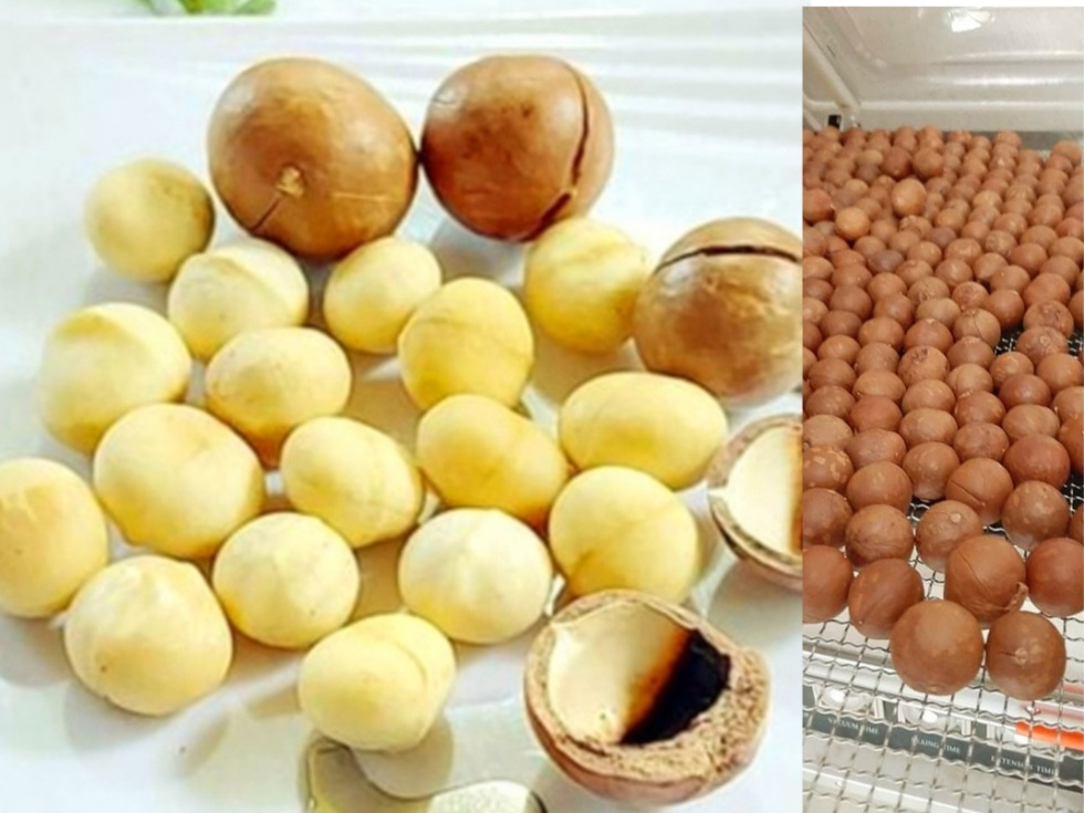 Cách Sử Dụng Hạt Mắc Ca Bài Bản Nên Sử Dụng Bao Nhiêu Hạt Mắc Ca Một Ngày? 