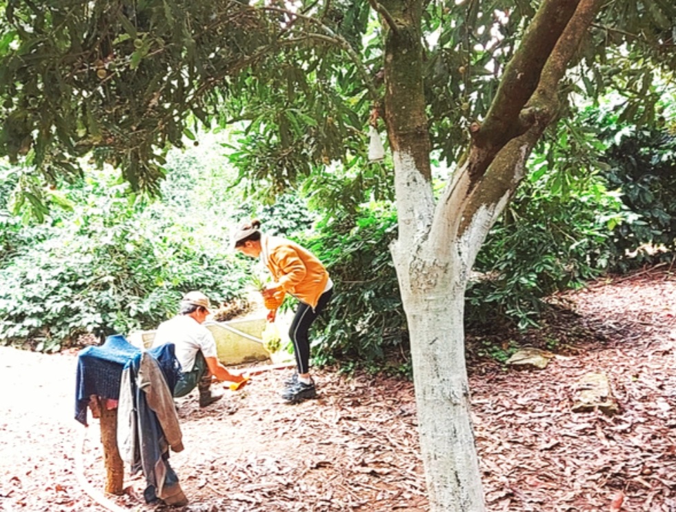 Qui Trình Chế Biến Hạt Mắc Ca- Cách Bảo Quản Hạt Mắc Ca Siêu Ngon