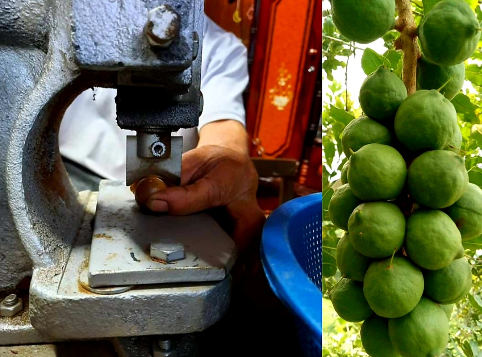 Qui Trình Chế Biến Hạt Mắc Ca- Cách Bảo Quản Hạt Mắc Ca Siêu Ngon