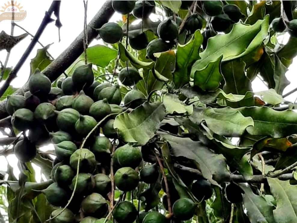 Qui Trình Chế Biến Hạt Mắc Ca- Cách Bảo Quản Hạt Mắc Ca Siêu Ngon