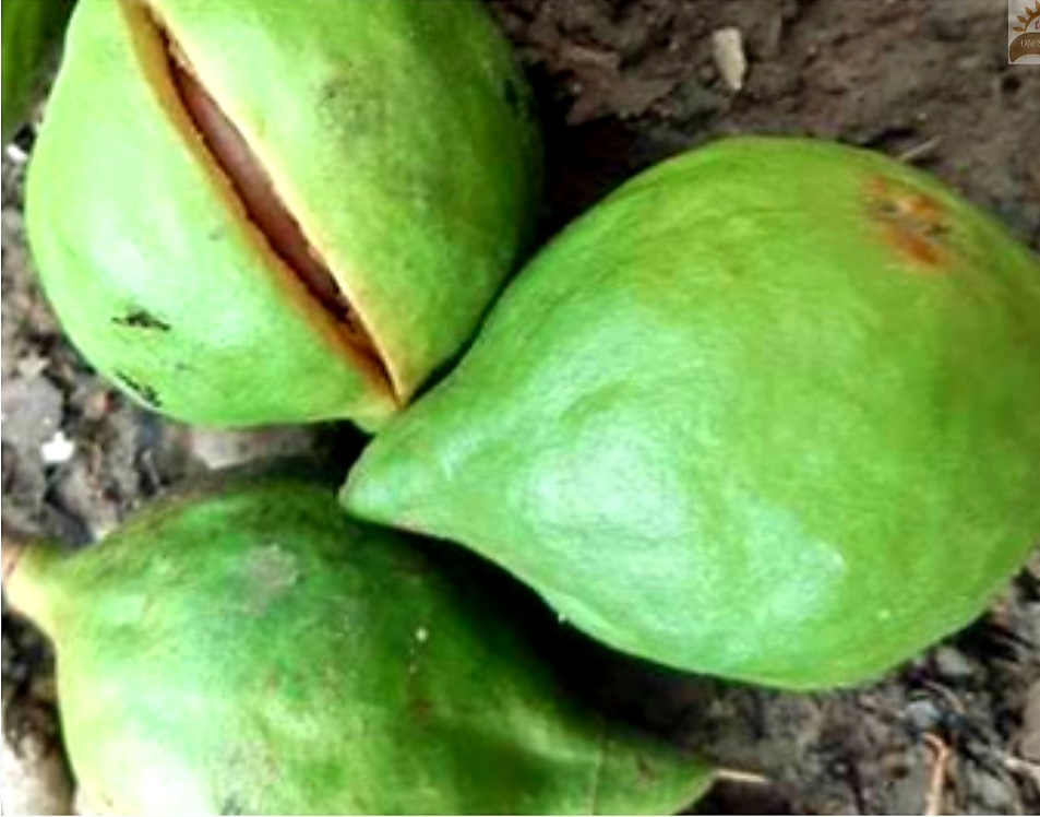 Qui Trình Chế Biến Hạt Mắc Ca- Cách Bảo Quản Hạt Mắc Ca Siêu Ngon