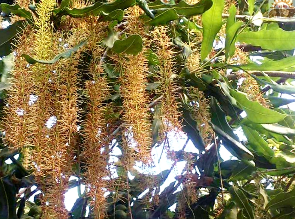 Hạt Mắc Ca Đà Lạt Lâm Đồng Chất Lượng Như Thế Nào?