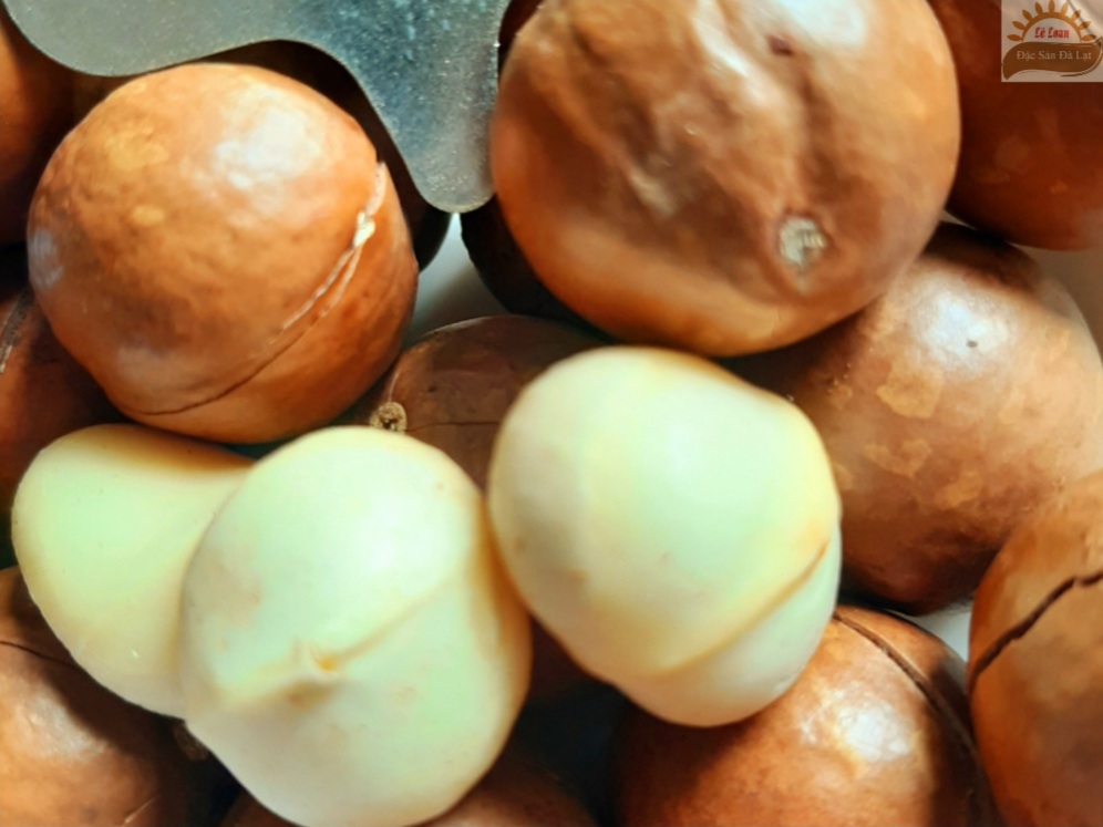 Hạt Mắc Ca Đà Lạt - Lâm Đồng vỏ màu nâu nhạt , nhân chắc và đều Hạt Mắc Ca Đà Lạt Lâm Đồng Chất Lượng Như Thế Nào?