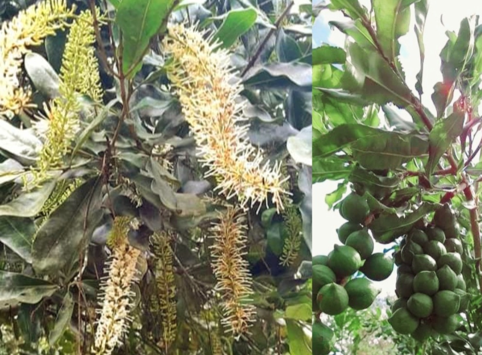 Hạt Mắc Ca Đà Lạt Lâm Đồng Chất Lượng Như Thế Nào?