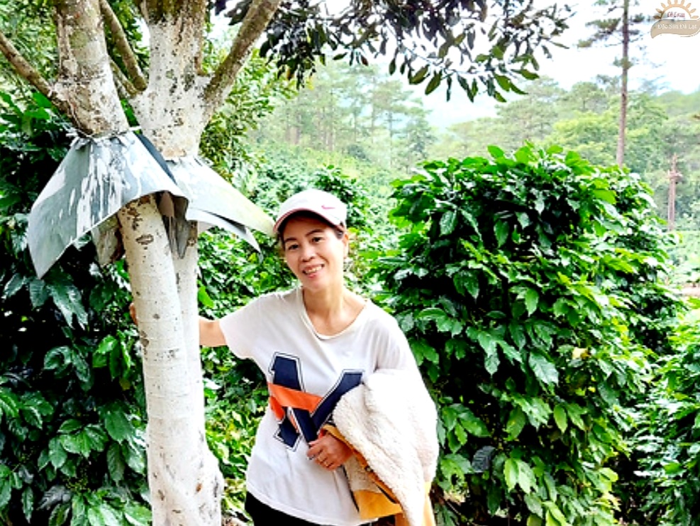 Hạt Mắc Ca dòng OC được trồng tại Cầu Đất - Đà Lạt Hạt Mắc Ca Đà Lạt Lâm Đồng Chất Lượng Như Thế Nào?