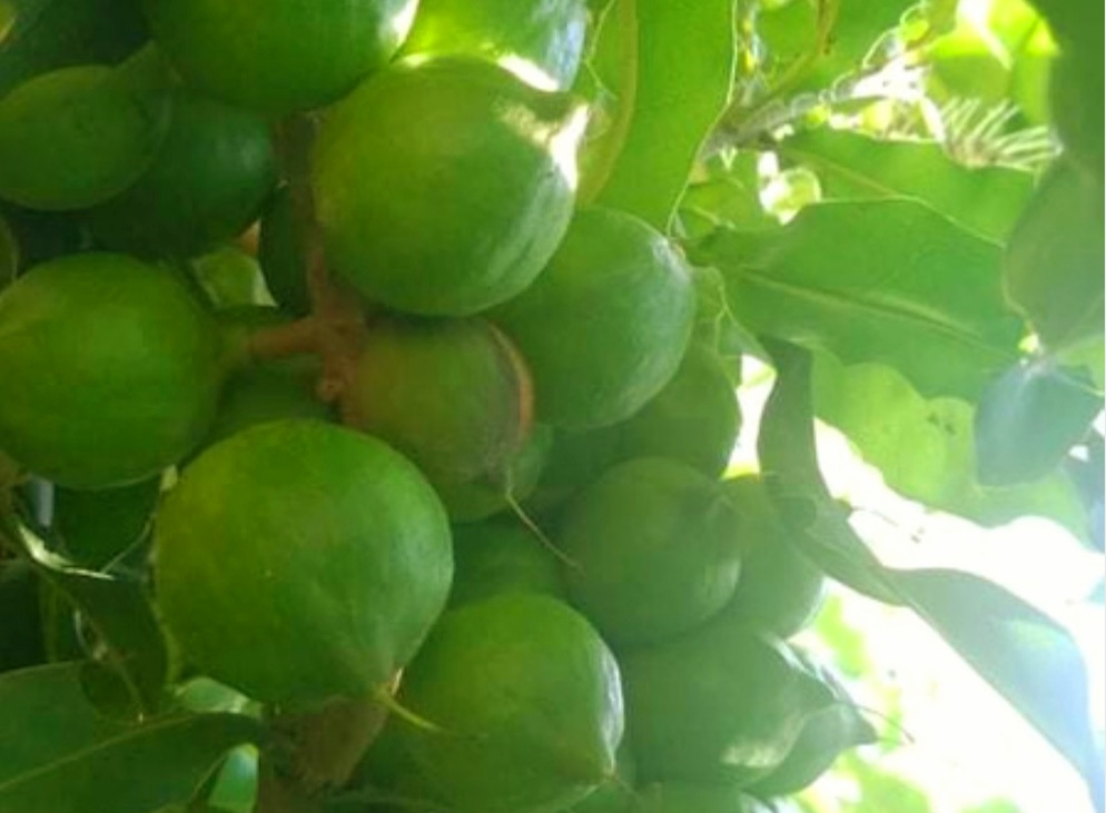 Hạt Mắc Ca Đà Lạt Lâm Đồng Chất Lượng Như Thế Nào?